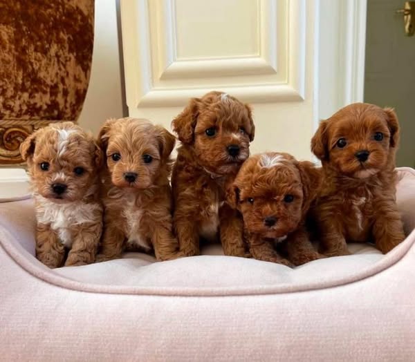 Ultimate Guide to Buying Maltipoo Puppies in the USA