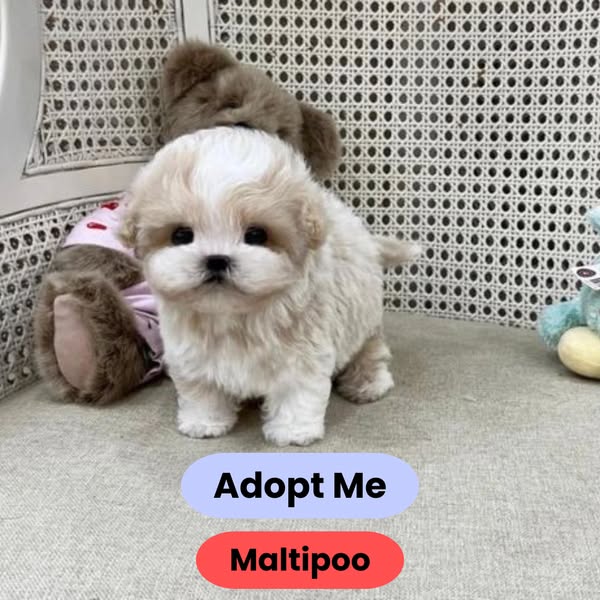 Find Your New Best Friend: The Guide to Puppy Adoption in the USA